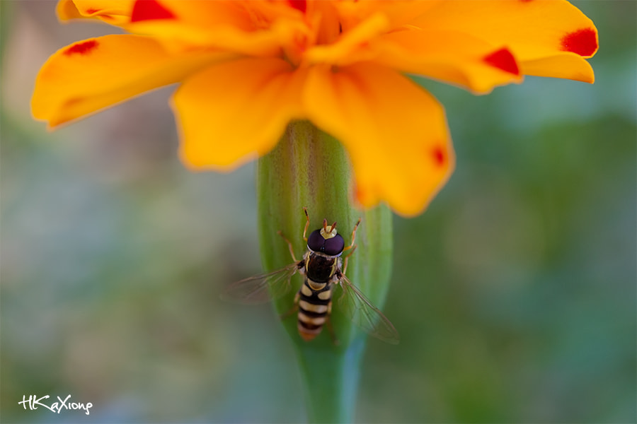 Canon EF-S 60mm F2.8 Macro USM sample photo. Insect photography