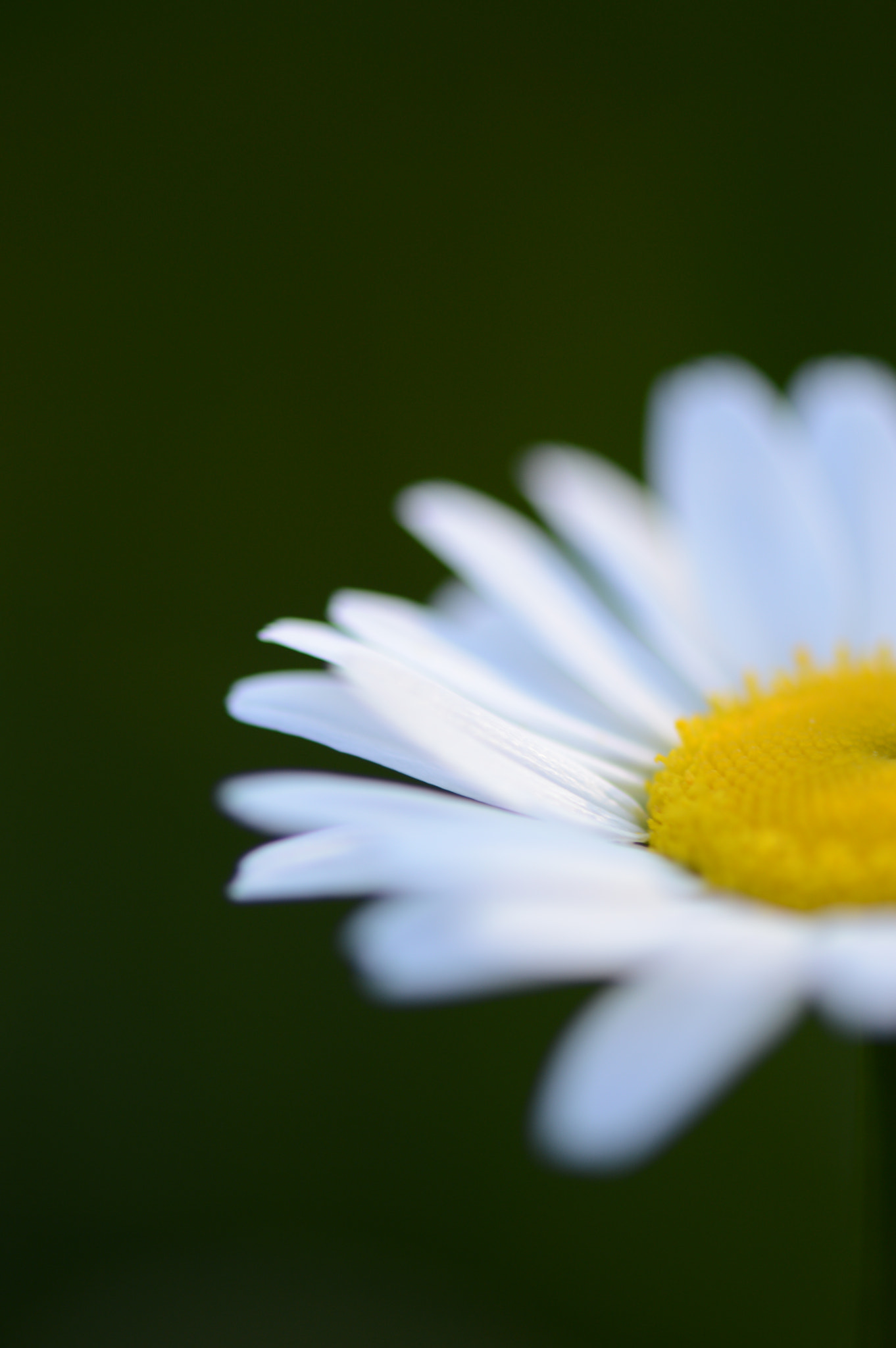 Nikon AF-S Micro-Nikkor 105mm F2.8G IF-ED VR sample photo. Armastab, ei armasta photography