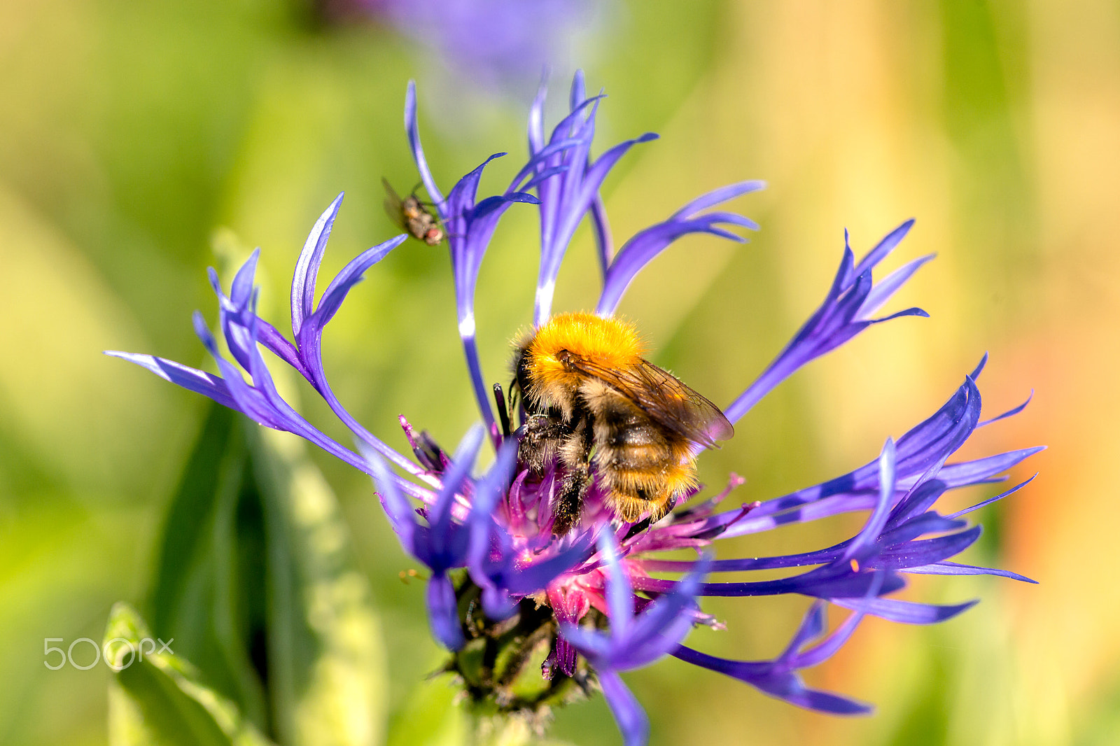 Sony a99 II + 105mm F2.8 sample photo. Meeting photography
