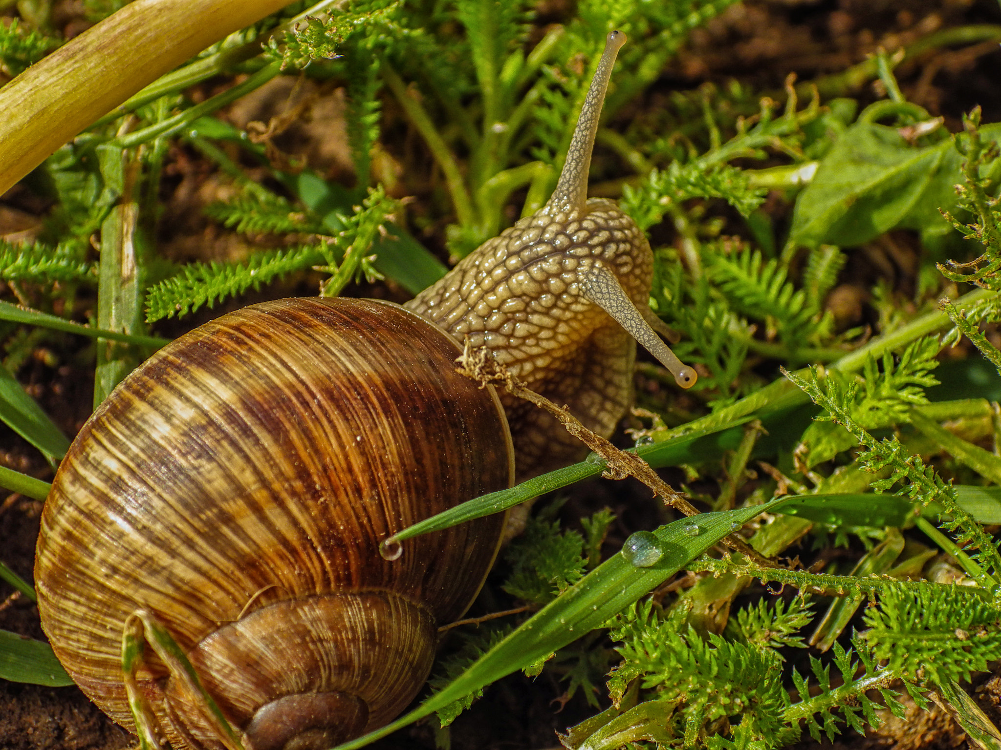 Pentax X-5 sample photo. Little snail photography