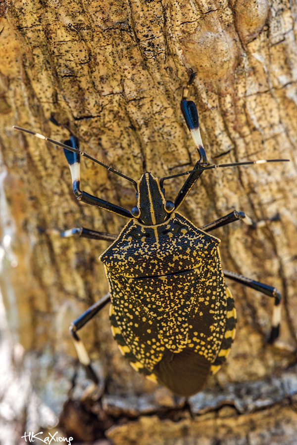 Canon EF-S 60mm F2.8 Macro USM sample photo. Insect photography