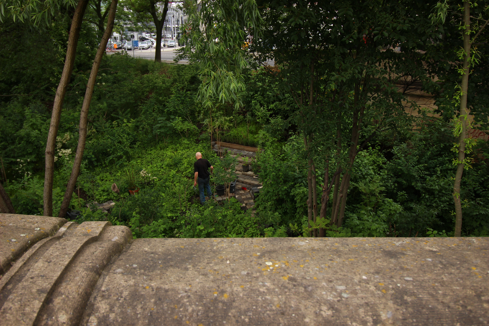 Canon EF-S 10-18mm F4.5–5.6 IS STM sample photo. Guerilla gardening photography