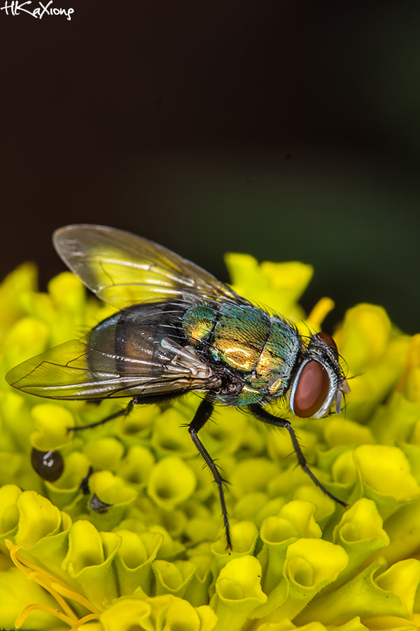 Canon EF-S 60mm F2.8 Macro USM sample photo. Insect photography