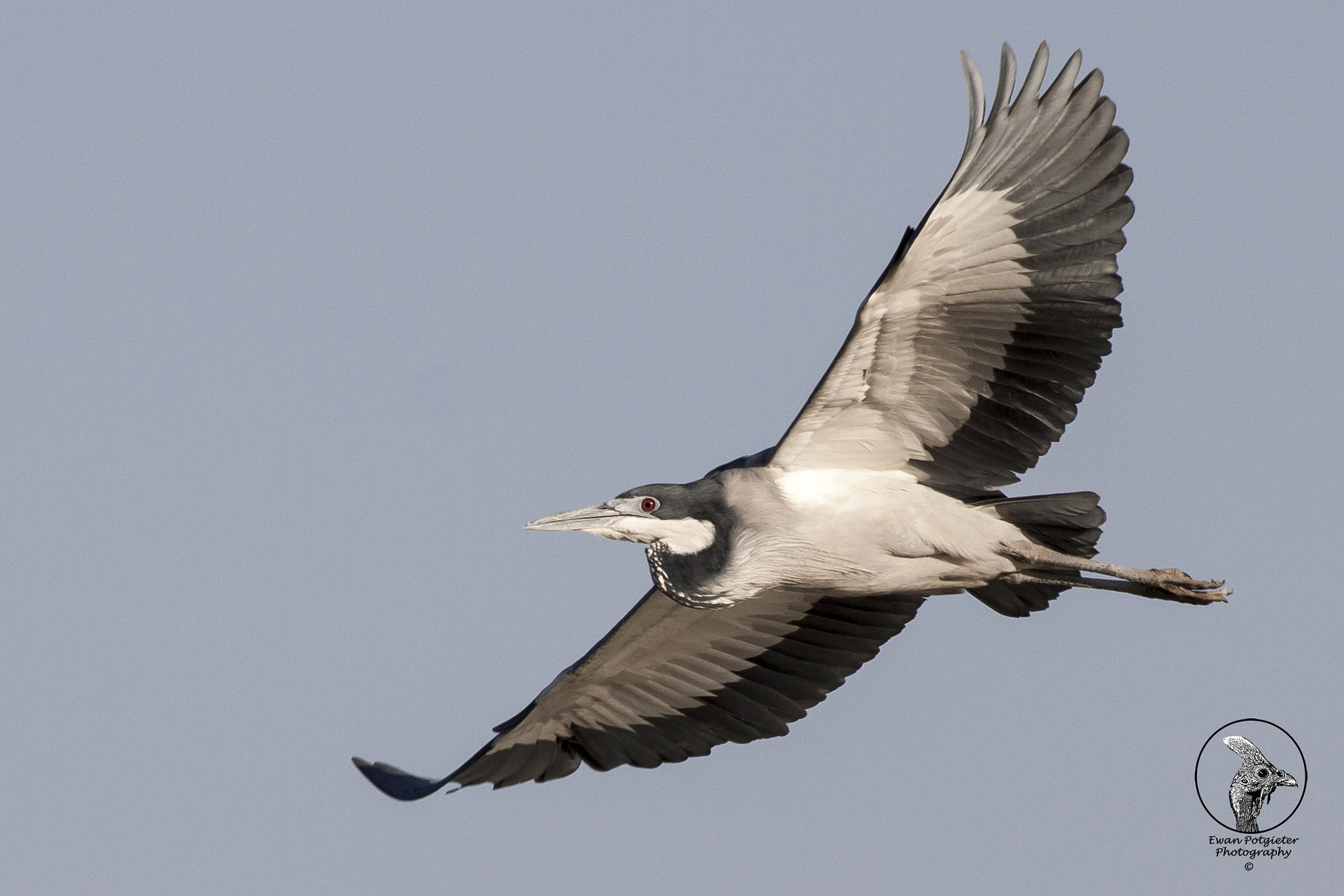 Canon EF 100-400mm F4.5-5.6L IS USM sample photo. Black head heron in flight photography