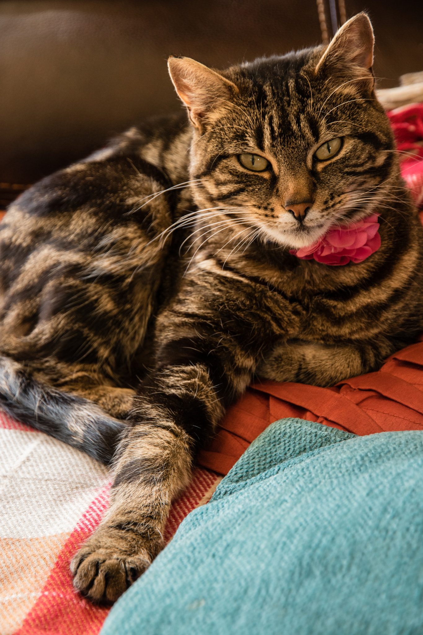 Canon EOS 750D (EOS Rebel T6i / EOS Kiss X8i) sample photo. Cats are natural posers. photography