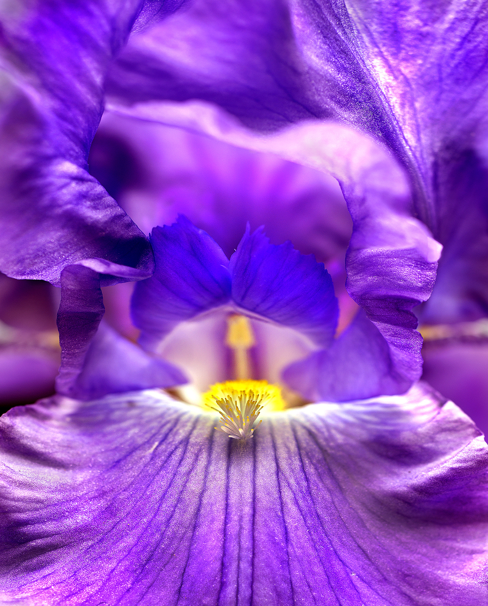 Nikon D800 + PC Micro-Nikkor 85mm f/2.8D sample photo. #copy photography
