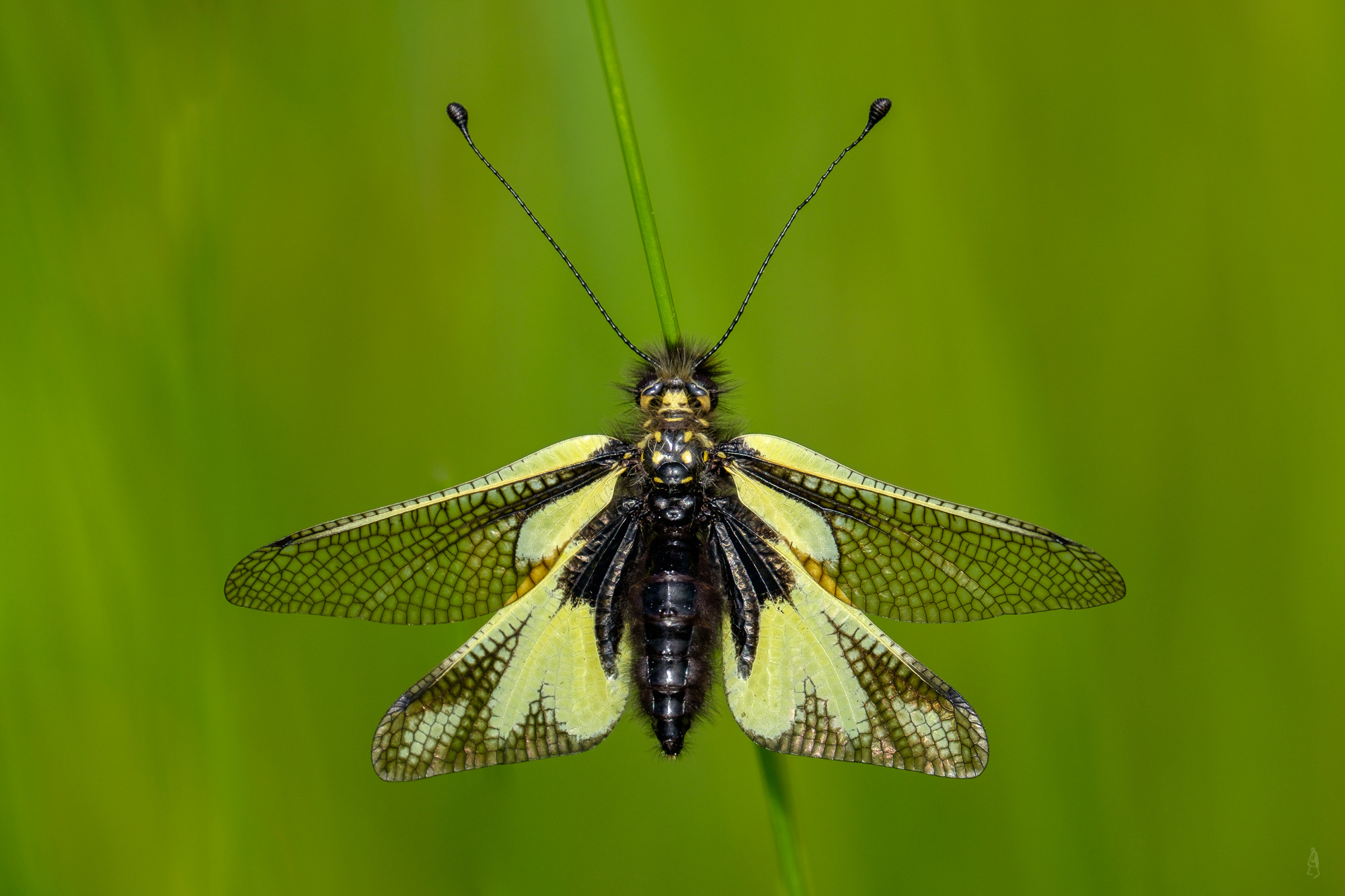 XF100-400mmF4.5-5.6 R LM OIS WR + 1.4x sample photo. Owlfly (libelloides coccajus) photography