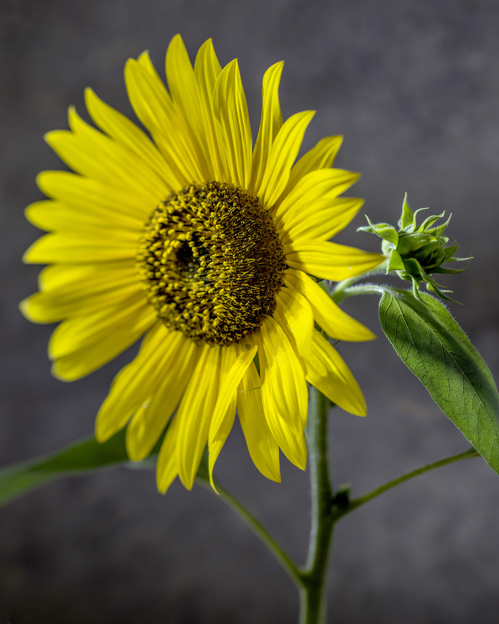 Nikon D800 + PC Micro-Nikkor 85mm f/2.8D sample photo. # photography