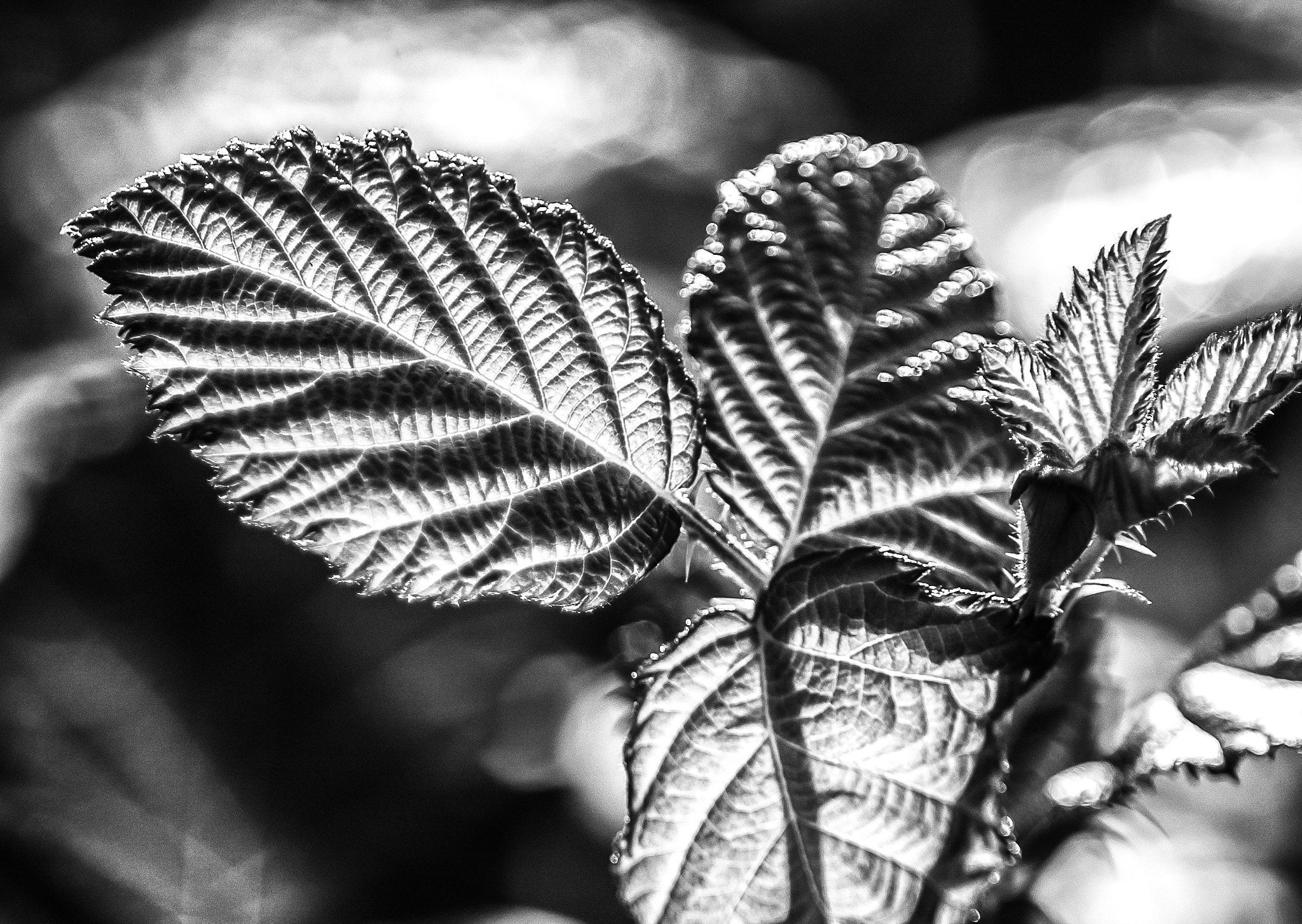 Nikon D70s sample photo. Natural details photography