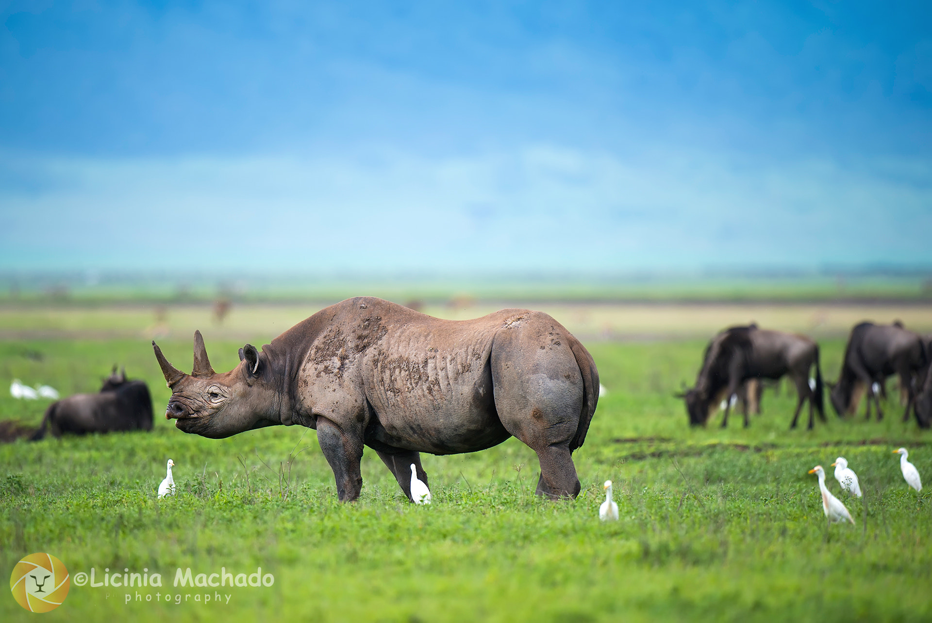 Nikon D3S + Nikon AF-S Nikkor 500mm F4G ED VR sample photo. Black rhino photography