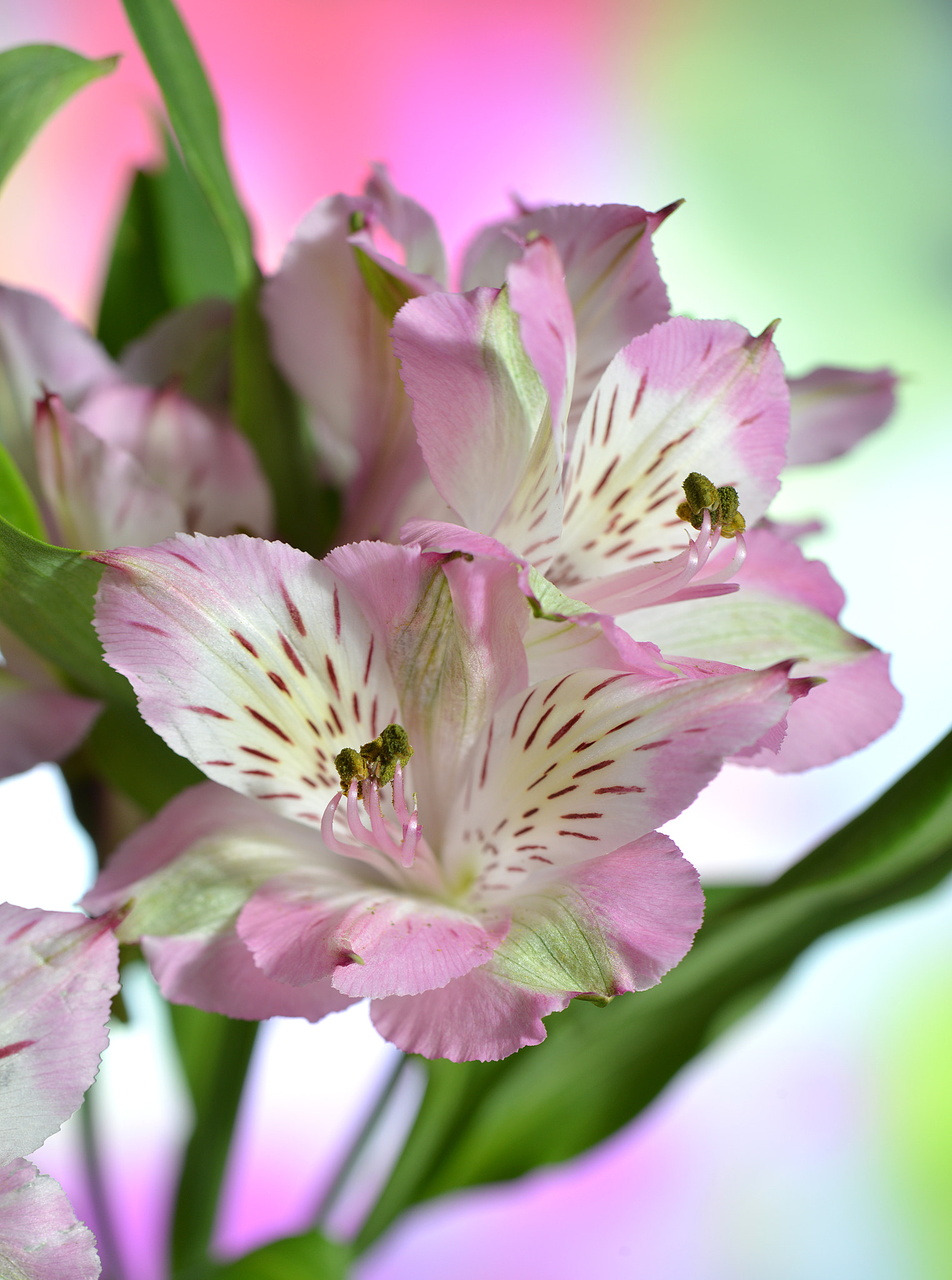 PC Micro-Nikkor 85mm f/2.8D sample photo. #copy photography