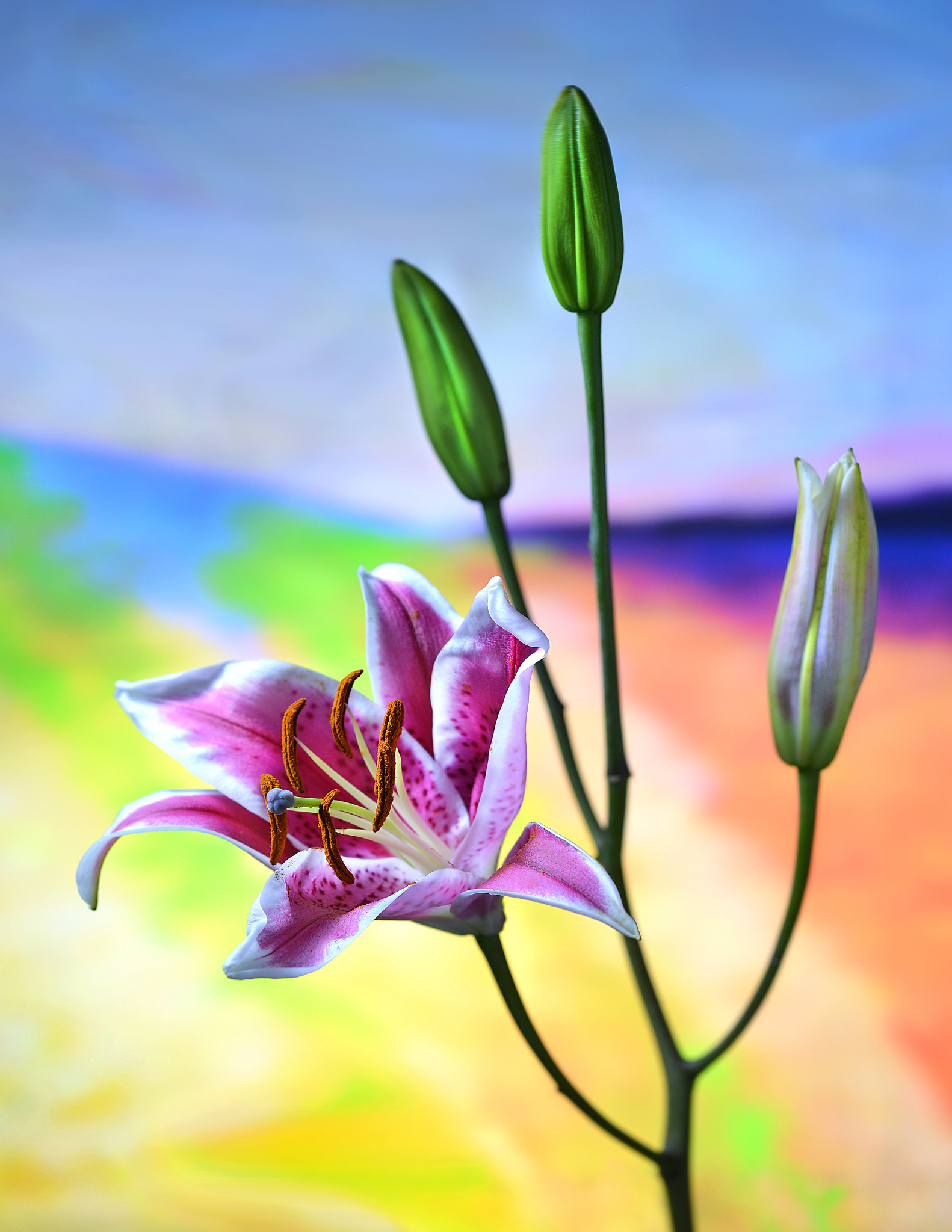 Nikon D800 + PC Micro-Nikkor 85mm f/2.8D sample photo. # photography