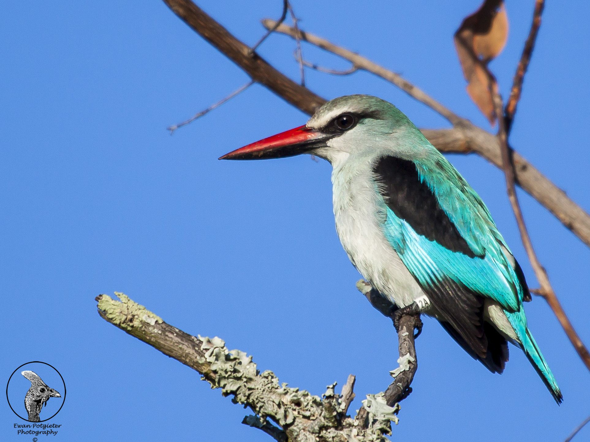 Canon EF 100-400mm F4.5-5.6L IS USM sample photo. Woodland kingfisher photography