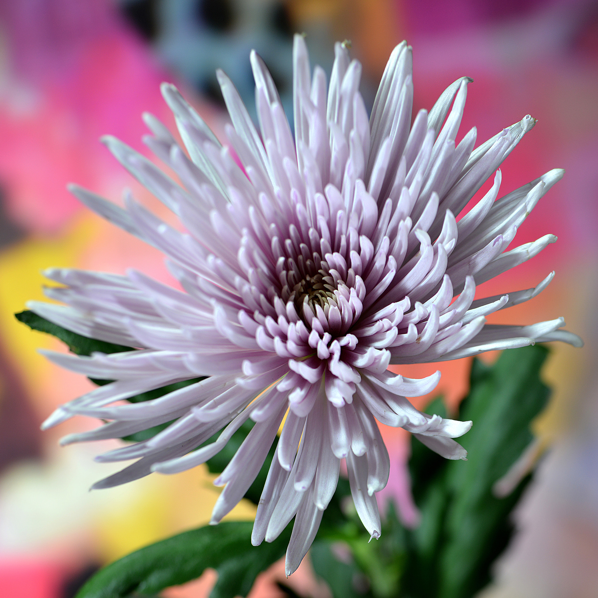 Nikon D800 + PC Micro-Nikkor 85mm f/2.8D sample photo. #a photography