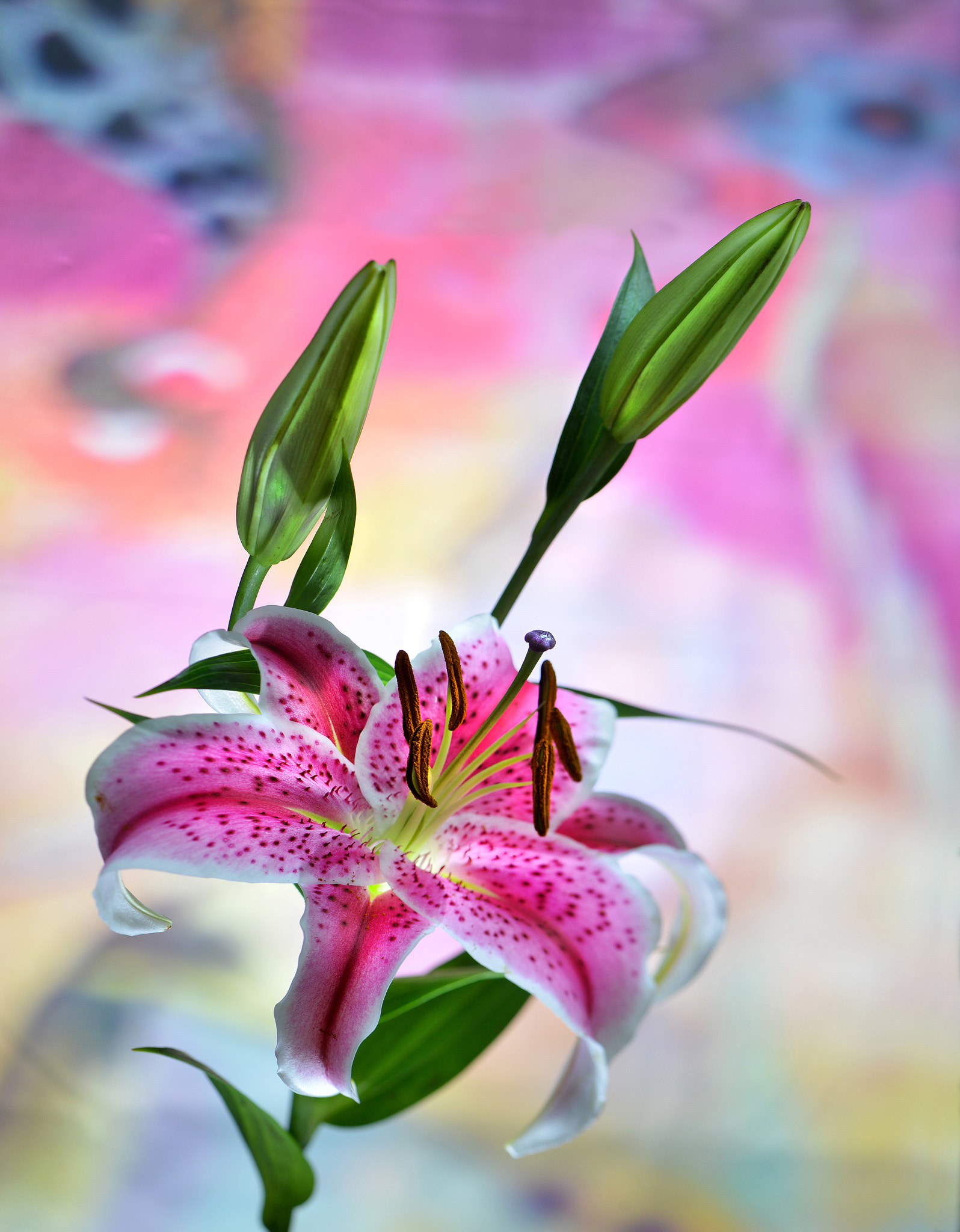 Nikon D800 + PC Micro-Nikkor 85mm f/2.8D sample photo. # photography