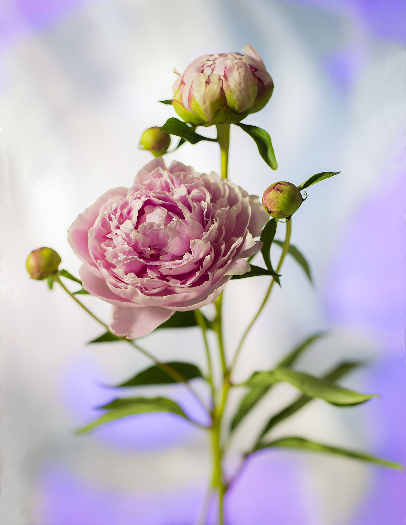 Nikon D800 + PC Micro-Nikkor 85mm f/2.8D sample photo. # photography