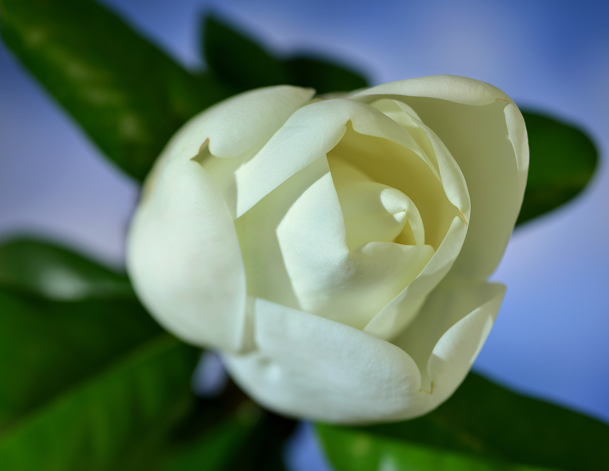 Nikon D800 + PC Micro-Nikkor 85mm f/2.8D sample photo. # photography