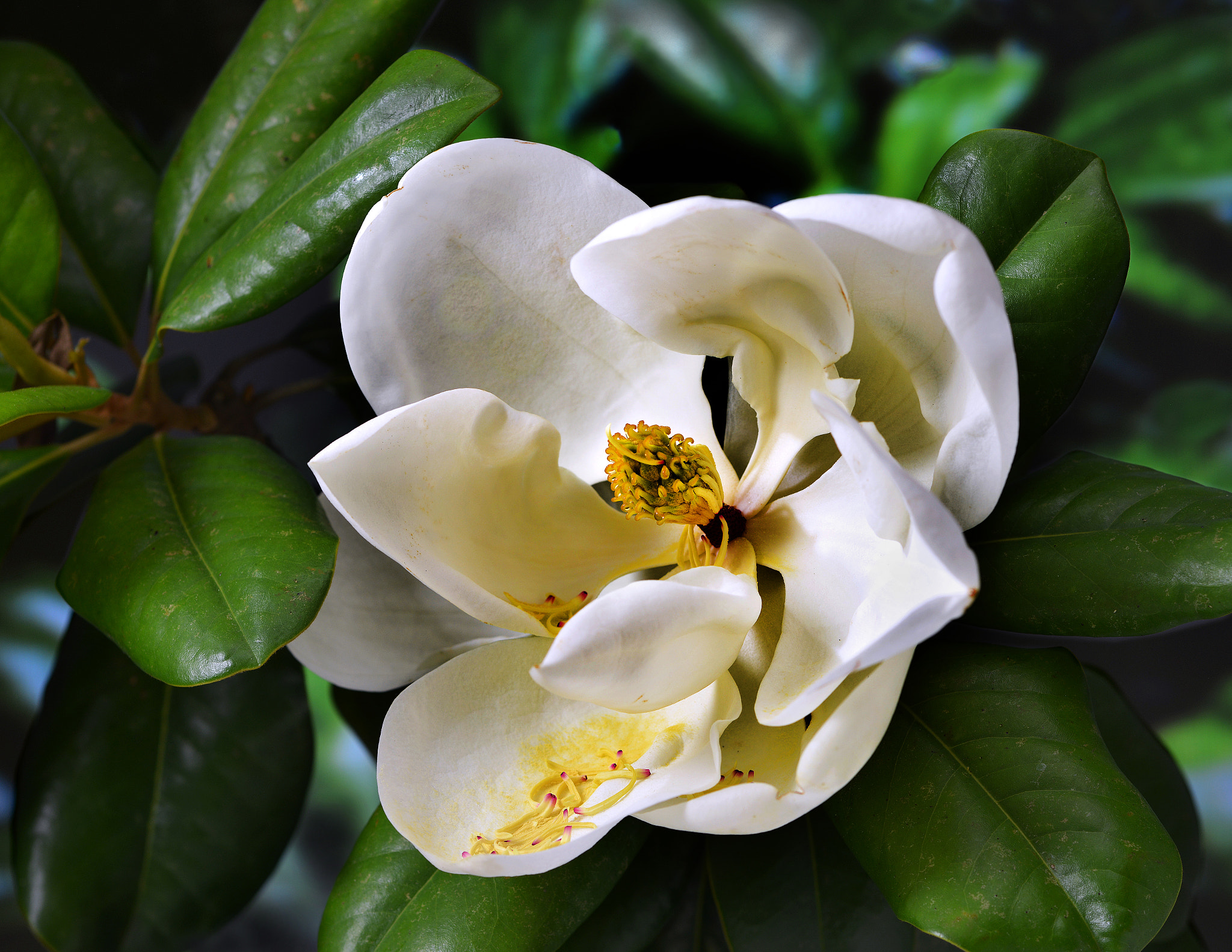 Nikon D800 + PC Micro-Nikkor 85mm f/2.8D sample photo. # photography