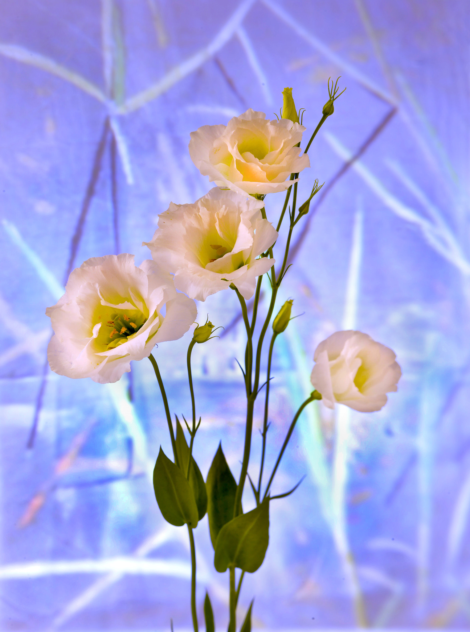 Nikon D800 + PC Micro-Nikkor 85mm f/2.8D sample photo. # photography