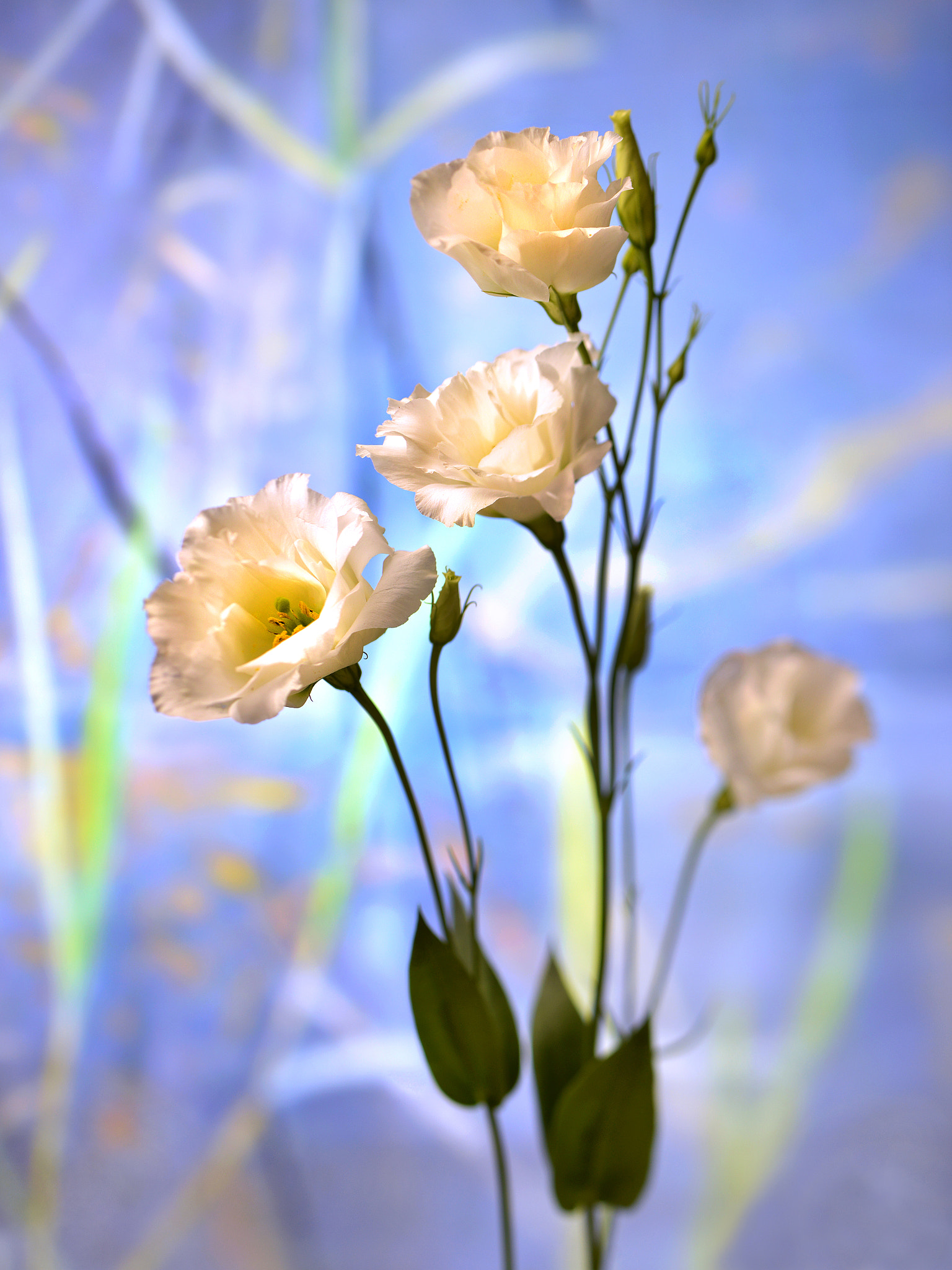 Nikon D800 + PC Micro-Nikkor 85mm f/2.8D sample photo. # photography