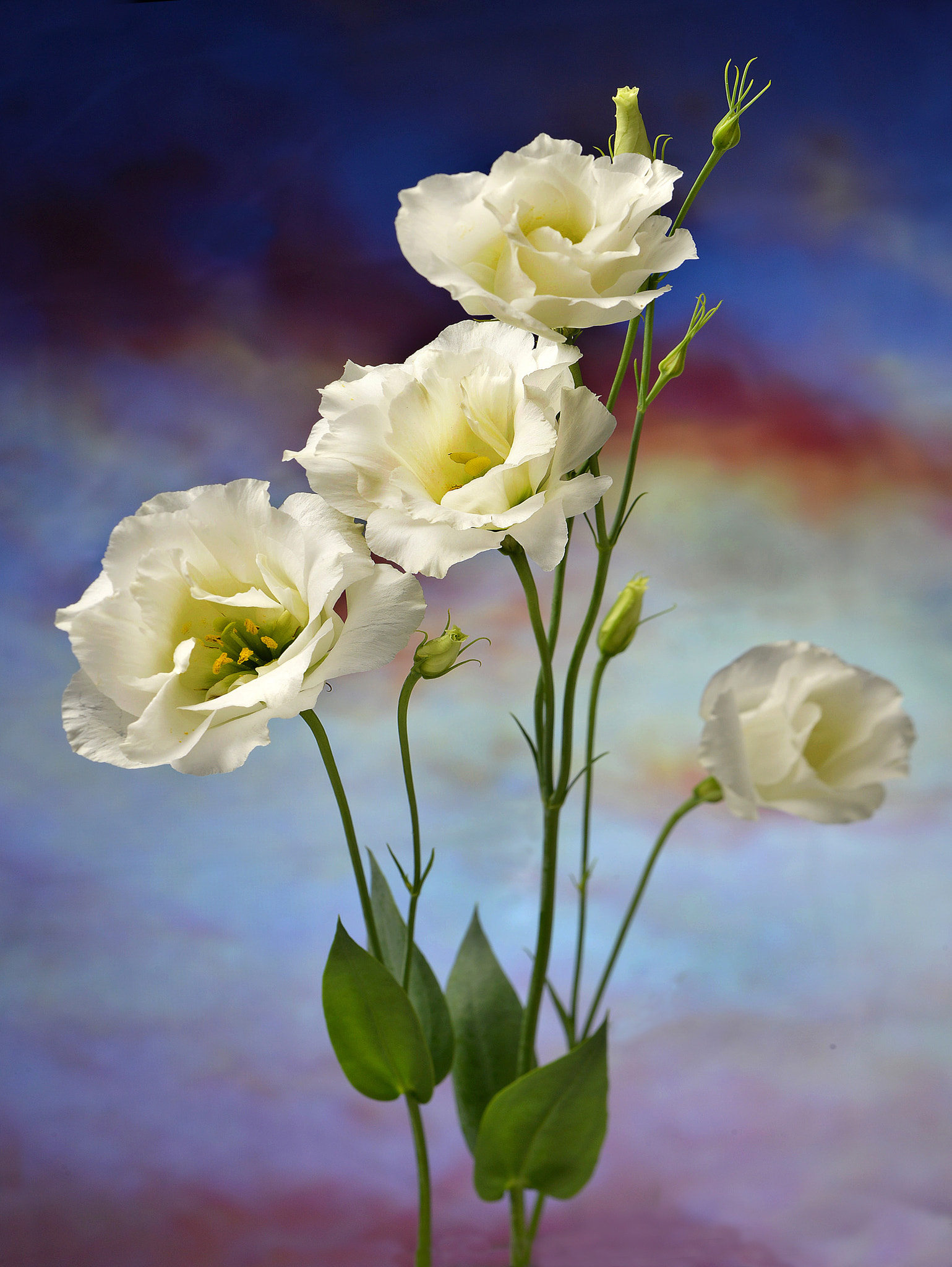Nikon D800 + PC Micro-Nikkor 85mm f/2.8D sample photo. # photography