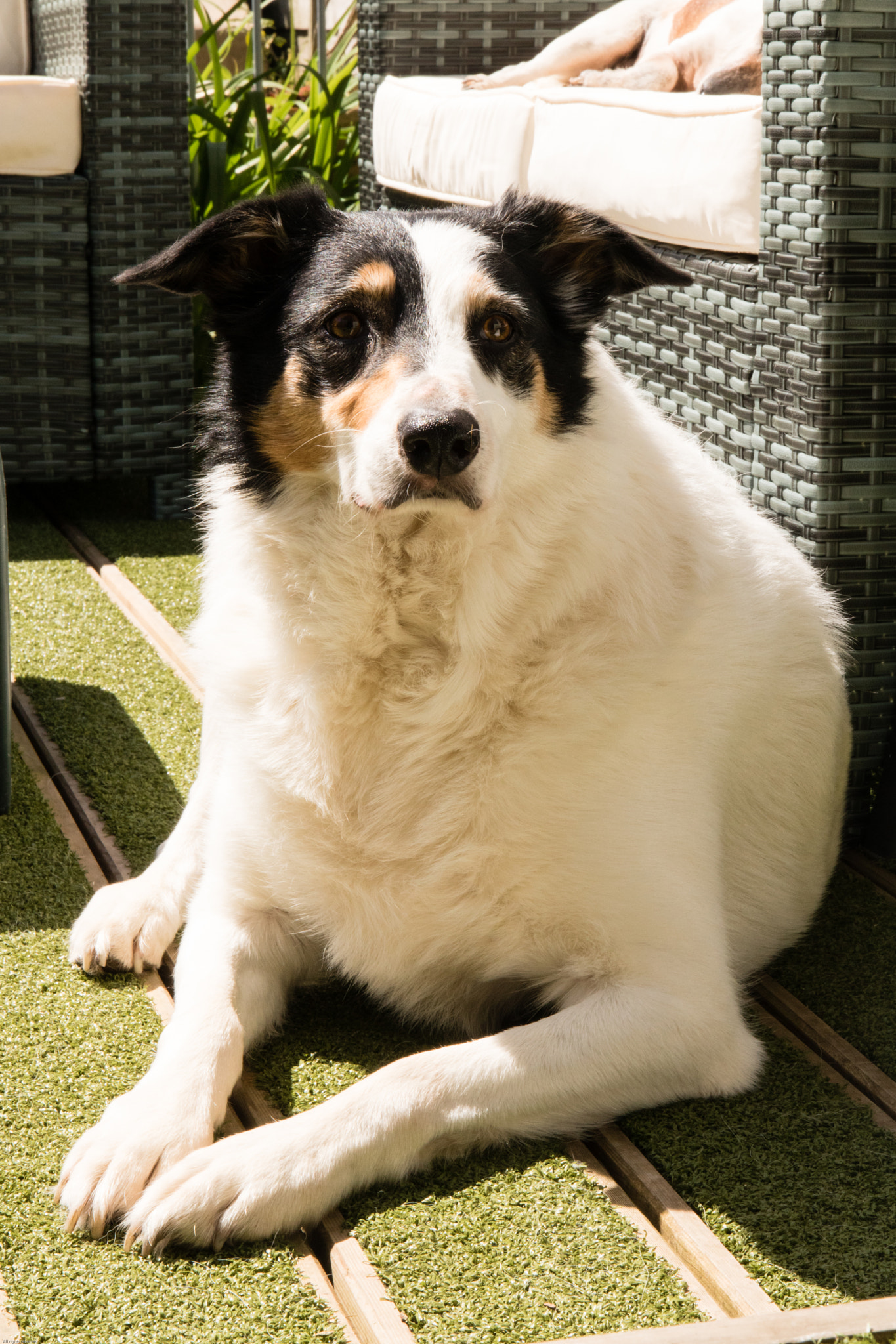 Canon EOS 750D (EOS Rebel T6i / EOS Kiss X8i) sample photo. Benji! photography
