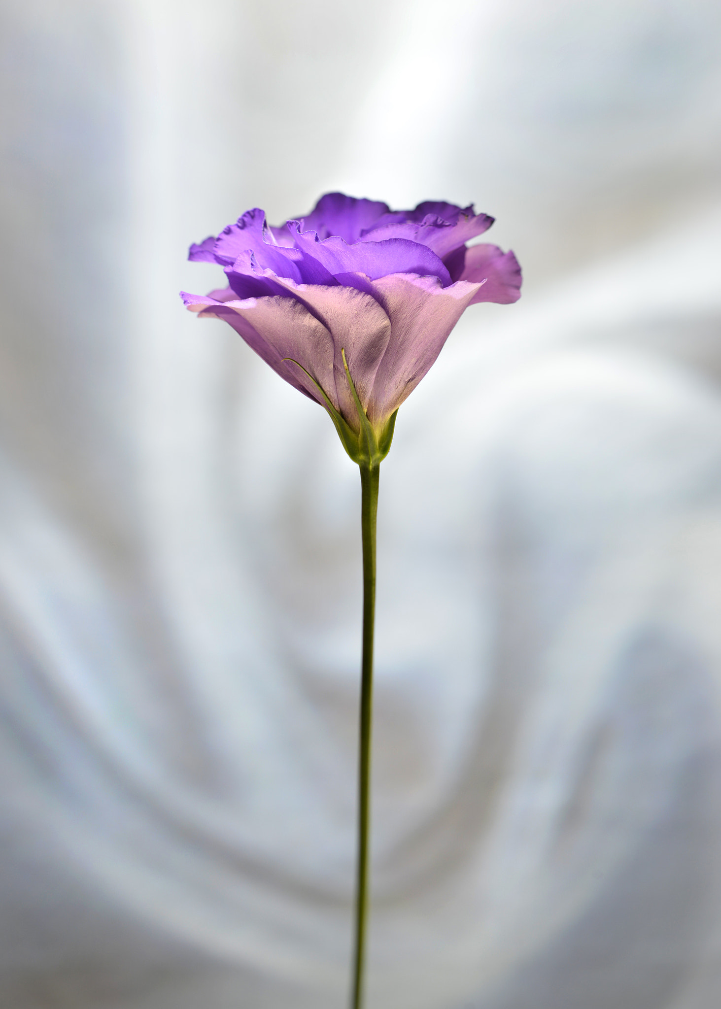 Nikon D800 + PC Micro-Nikkor 85mm f/2.8D sample photo. # photography