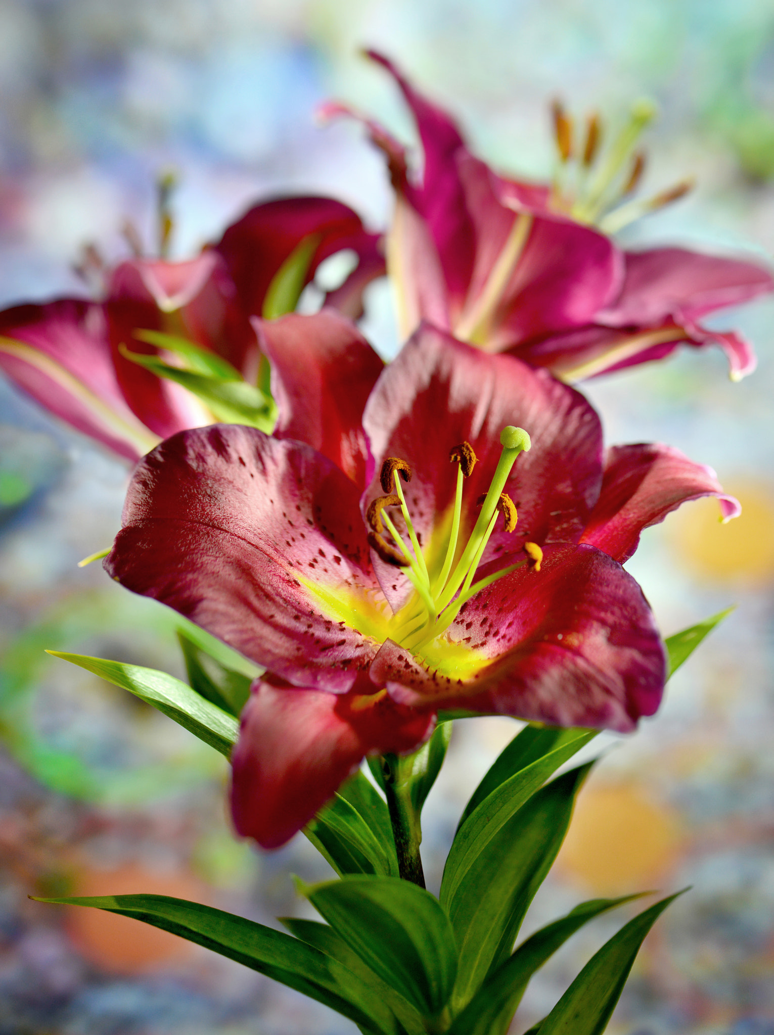 Nikon D800 + PC Micro-Nikkor 85mm f/2.8D sample photo. # photography