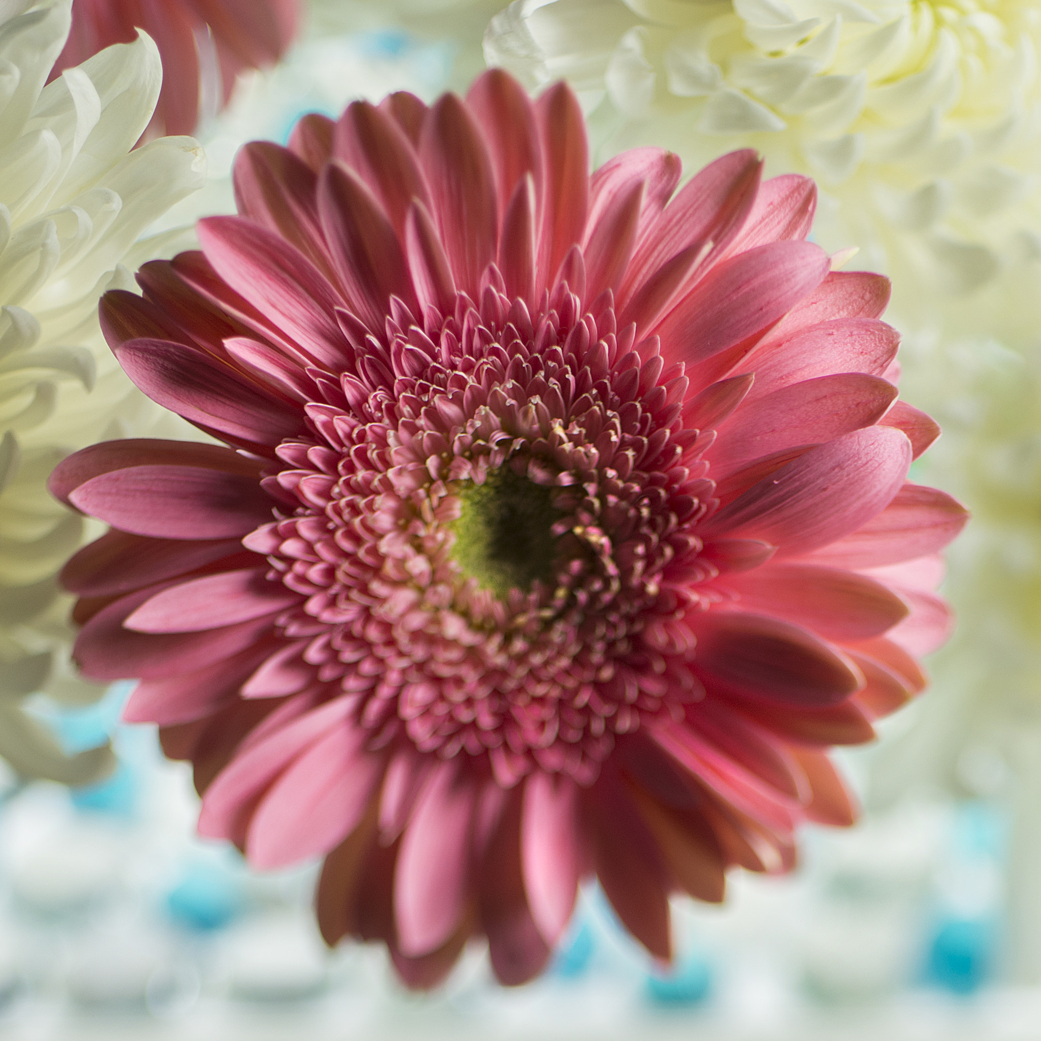 Nikon D800 + PC Micro-Nikkor 85mm f/2.8D sample photo. #a photography