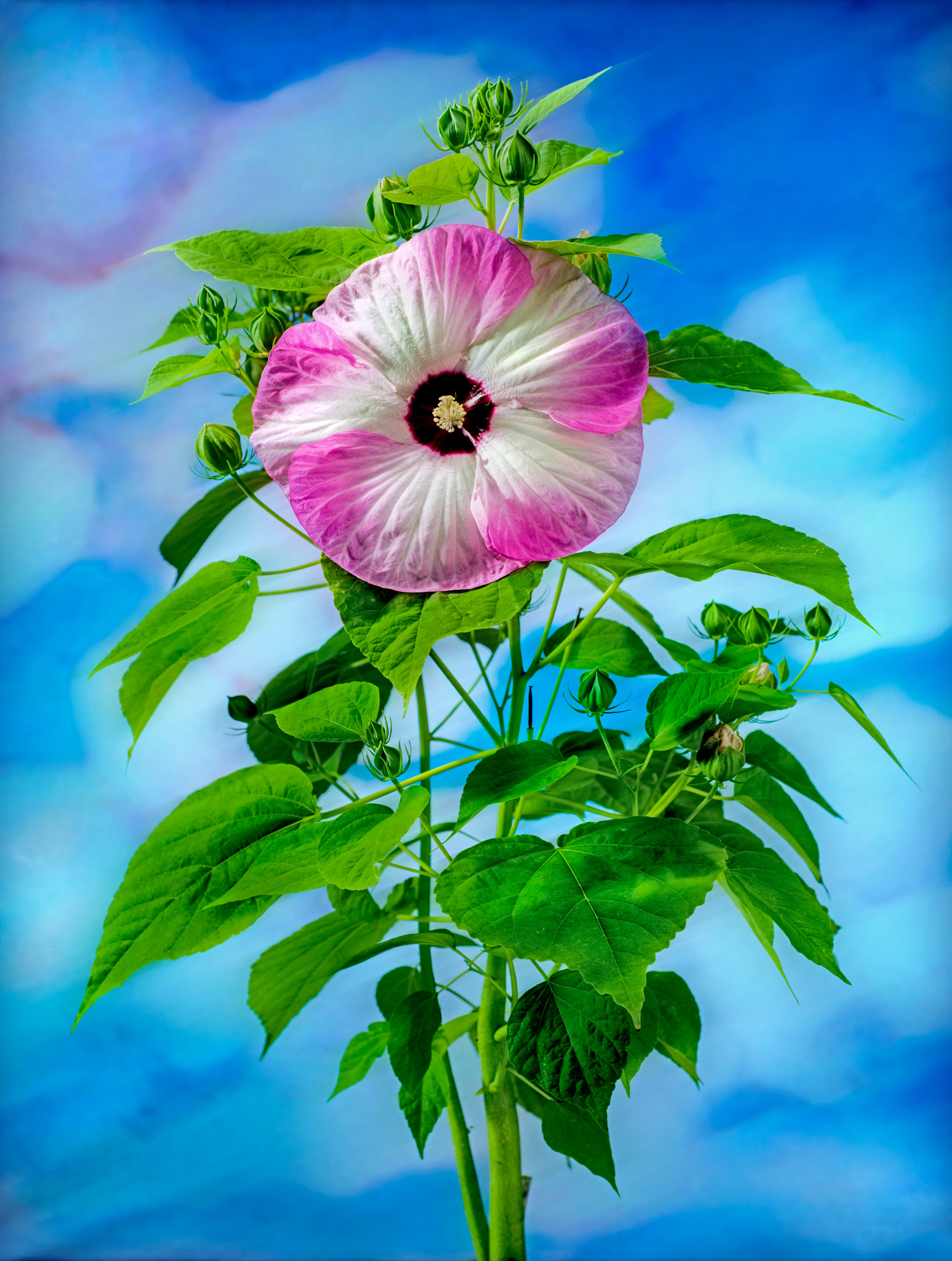 Nikon D800 + PC Micro-Nikkor 85mm f/2.8D sample photo. #d photography