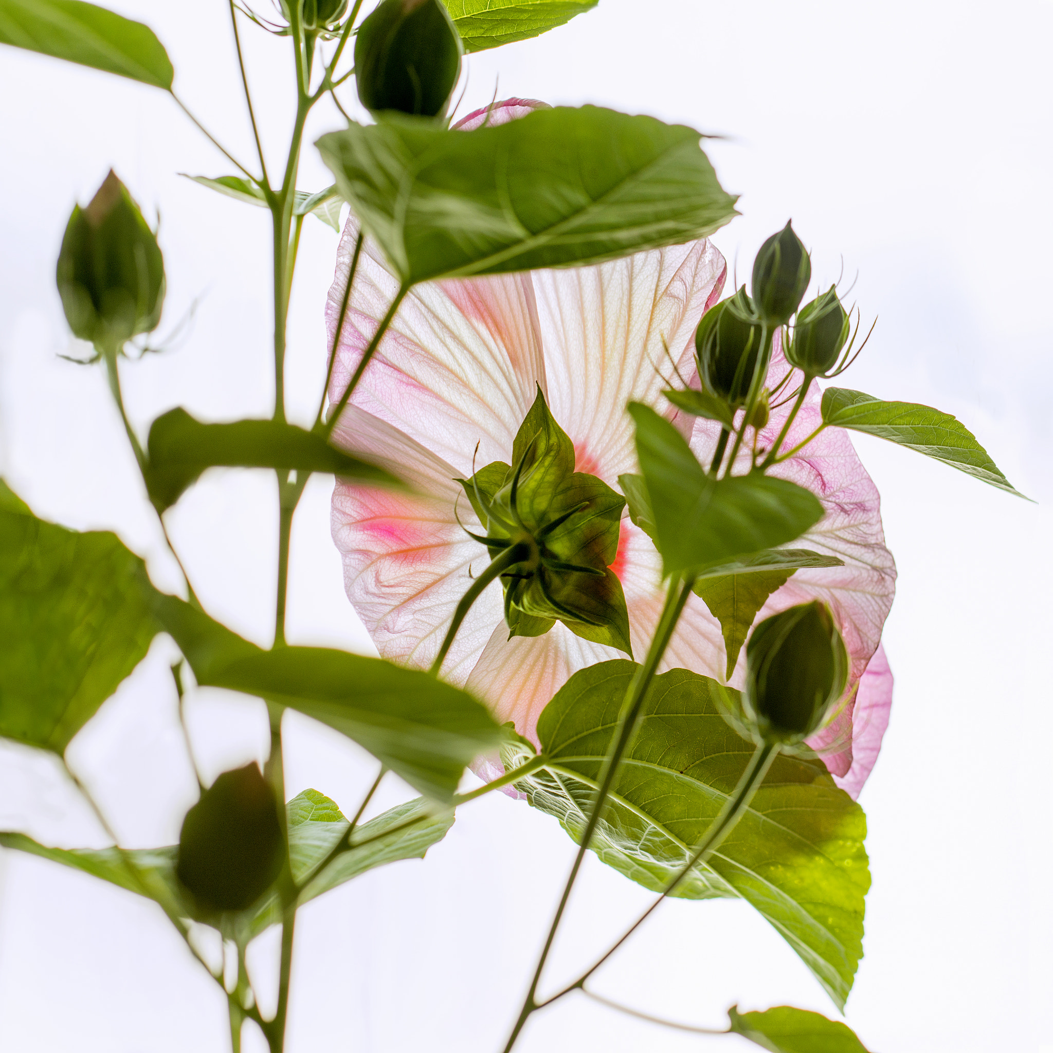 Nikon D800 + PC Micro-Nikkor 85mm f/2.8D sample photo. # photography