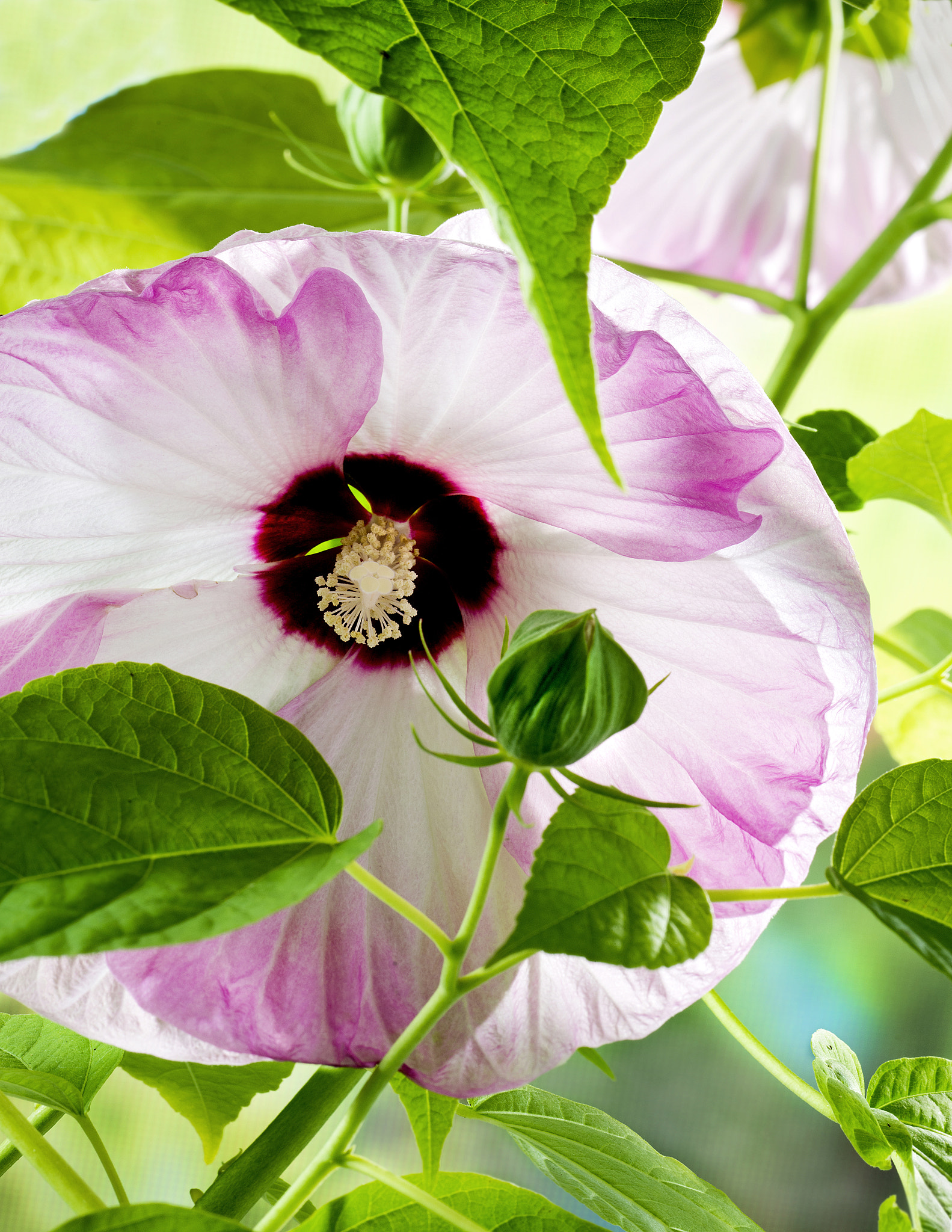 Nikon D800 + PC Micro-Nikkor 85mm f/2.8D sample photo. # photography