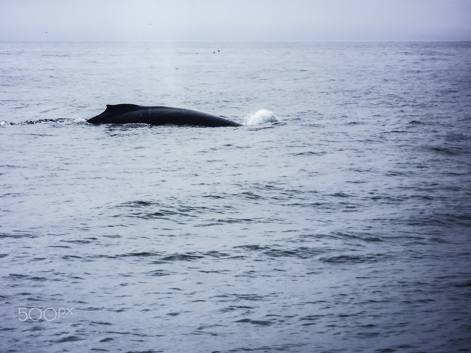 Nikon Coolpix S5100 sample photo. Humpback whale photography