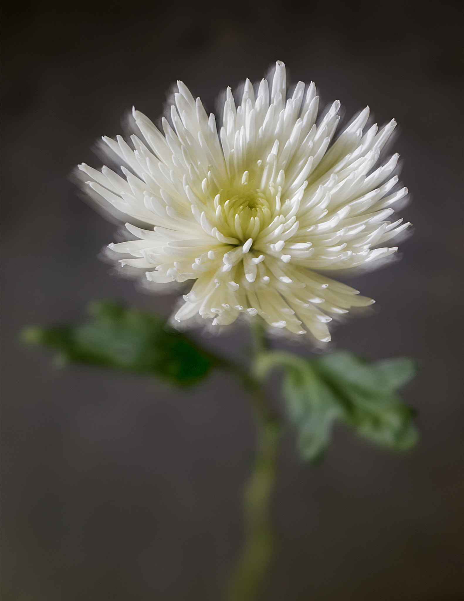 Nikon D800 + PC Micro-Nikkor 85mm f/2.8D sample photo. # photography