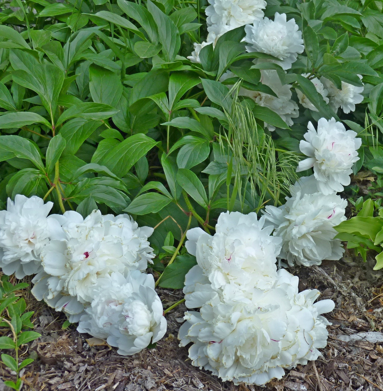 Panasonic DMC-ZR1 sample photo. White peonies photography