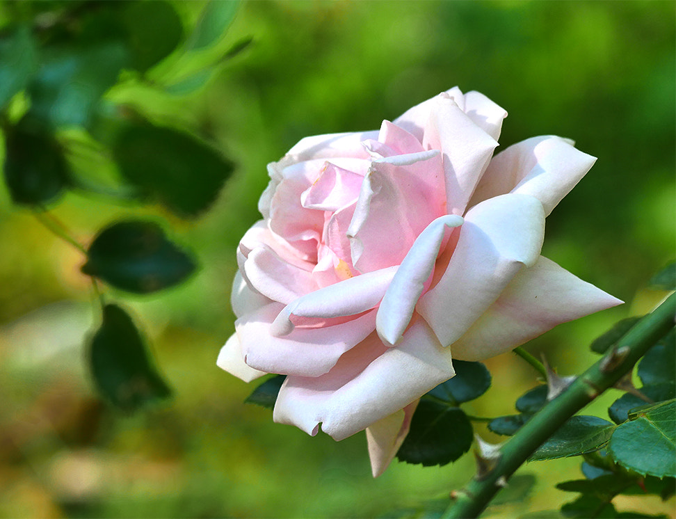 Panasonic Lumix DMC-GX8 sample photo. # photography