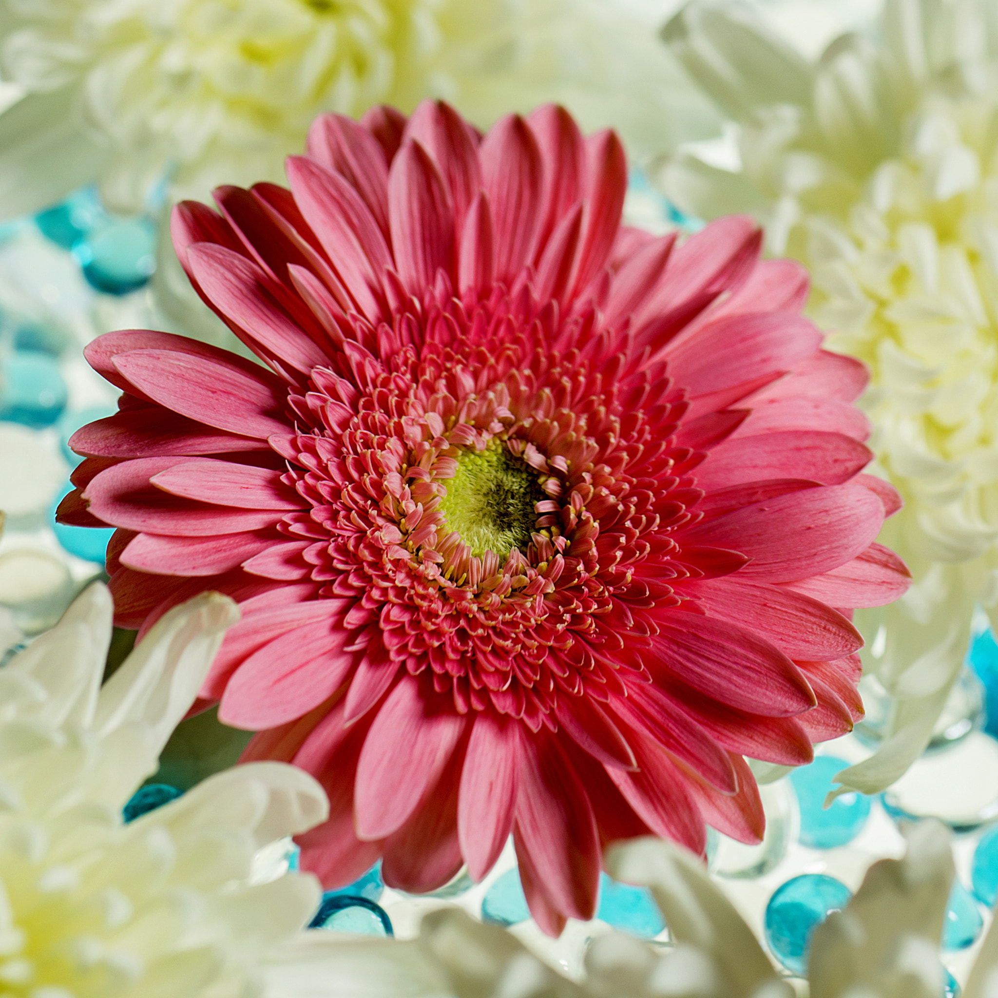 Nikon D800 + PC Micro-Nikkor 85mm f/2.8D sample photo. Dsc # photography