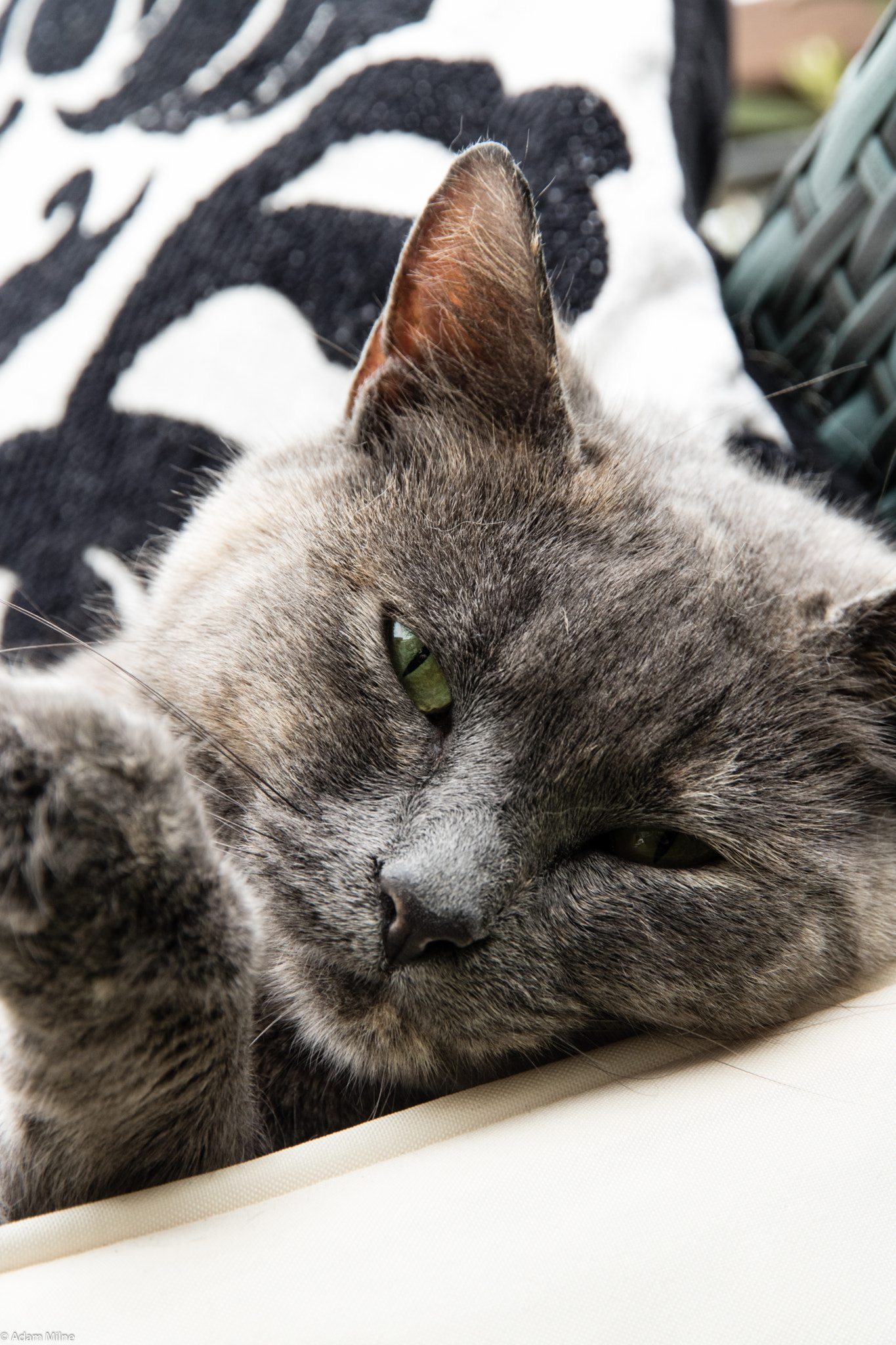 Canon EOS 750D (EOS Rebel T6i / EOS Kiss X8i) sample photo. Priscilla photography