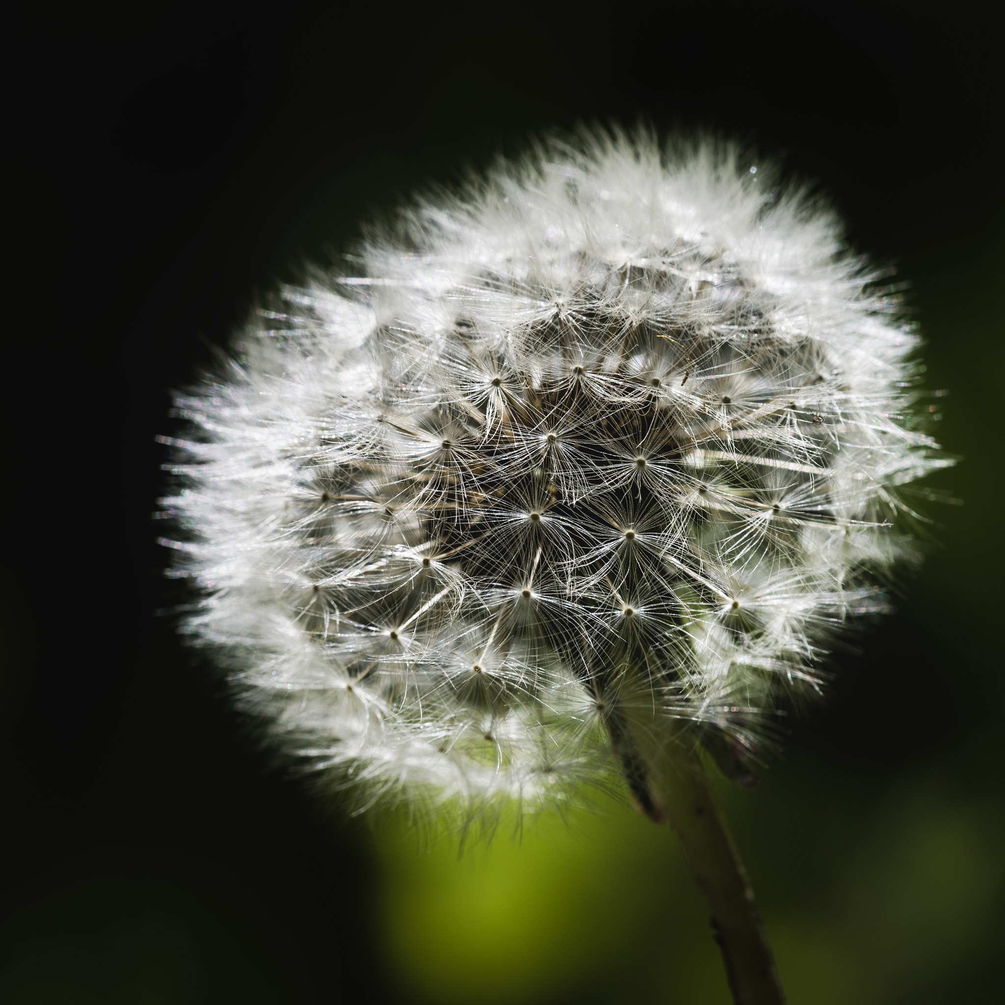 Nikon D810 + Nikon AF Micro-Nikkor 200mm F4D ED-IF sample photo. Dandelion photography