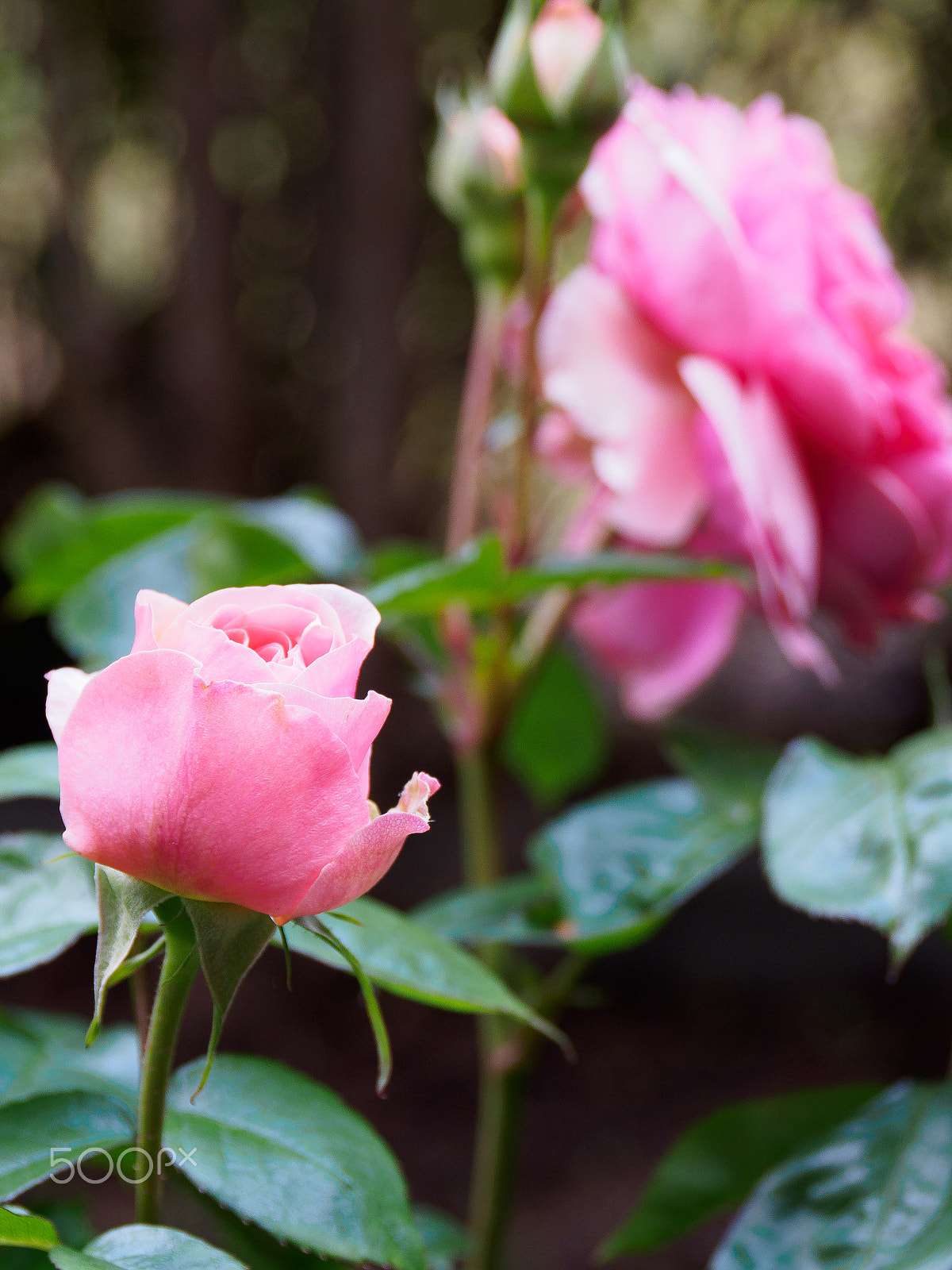 Panasonic Leica D Vario-Elmar 14-150mm F3.5-5.6 Asph Mega OIS sample photo. Roses garden photography