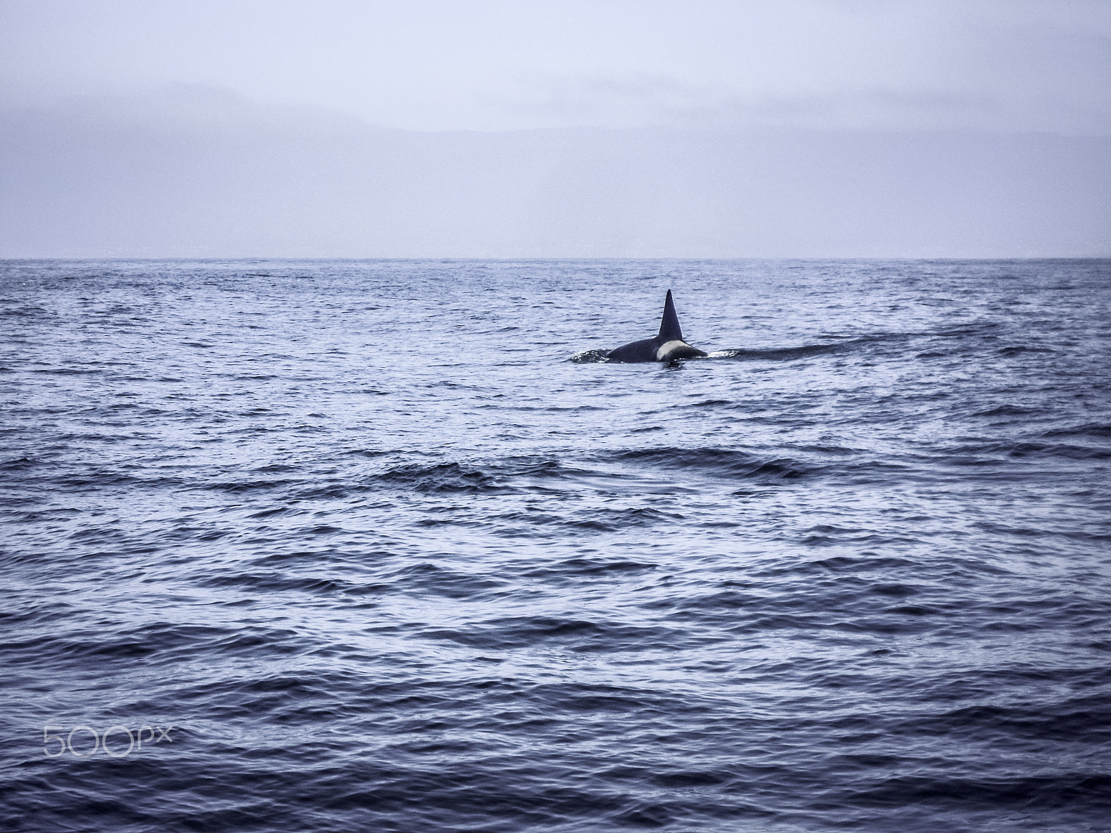 Nikon Coolpix S5100 sample photo. Orca in open water photography