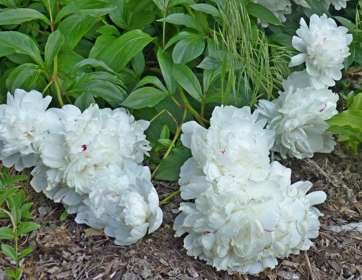 Panasonic DMC-ZR1 sample photo. White peonies in the morning photography