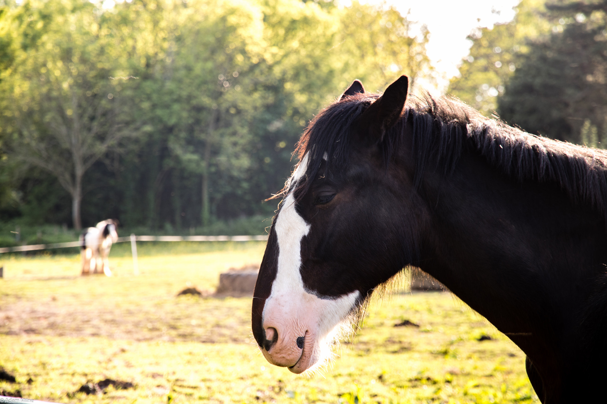 Canon EOS 750D (EOS Rebel T6i / EOS Kiss X8i) sample photo. Horses! photography