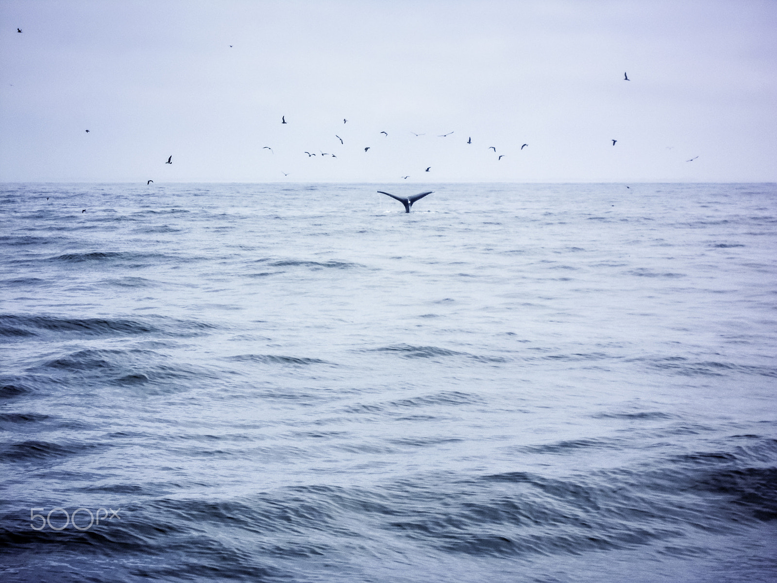 Nikon Coolpix S5100 sample photo. Tail of a humpback whale in open water photography