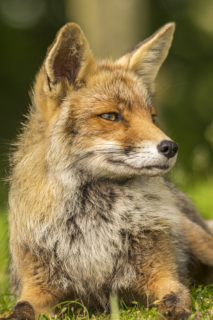 Sigma 150-500mm F5-6.3 DG OS HSM sample photo. Thunder... isn't she beautiful? photography