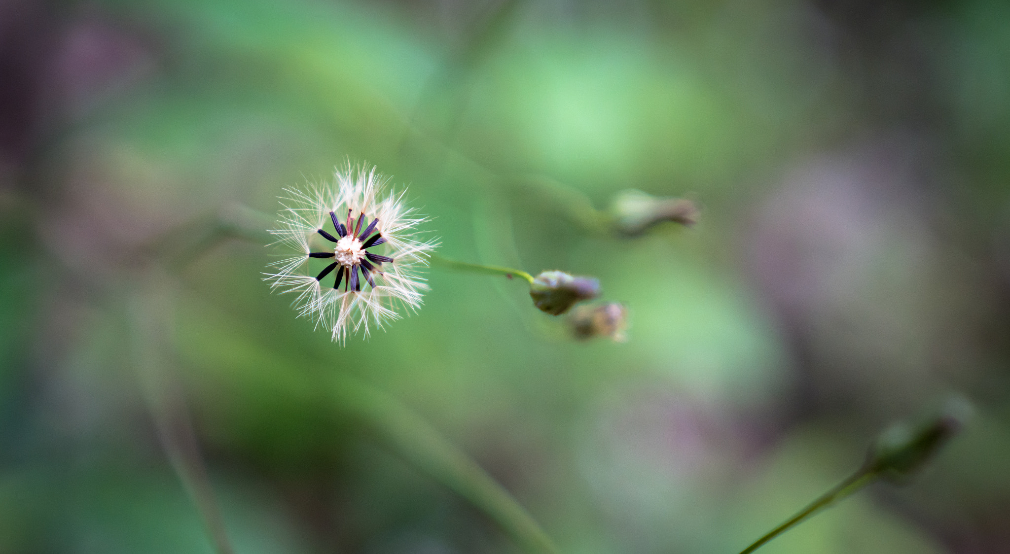 Sony a6300 + 18-35mm F1.8 DC HSM | Art 013 sample photo. Delicate photography