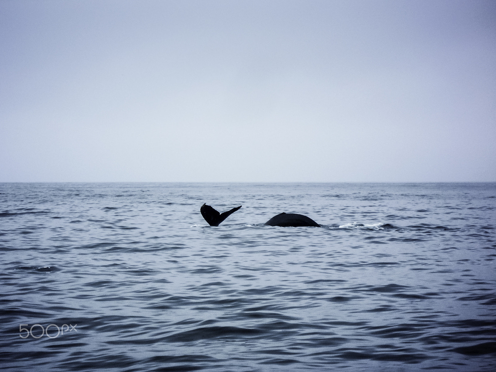 Nikon Coolpix S5100 sample photo. Single humpback whale in open water photography