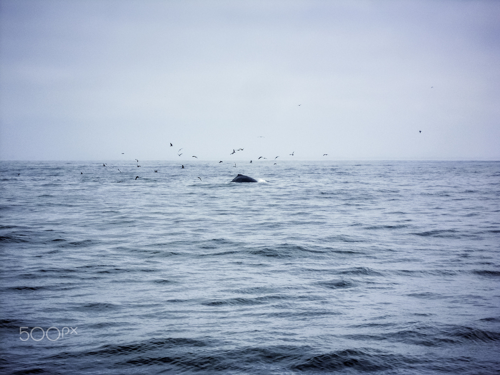 Nikon Coolpix S5100 sample photo. Single humpback whale in open water photography