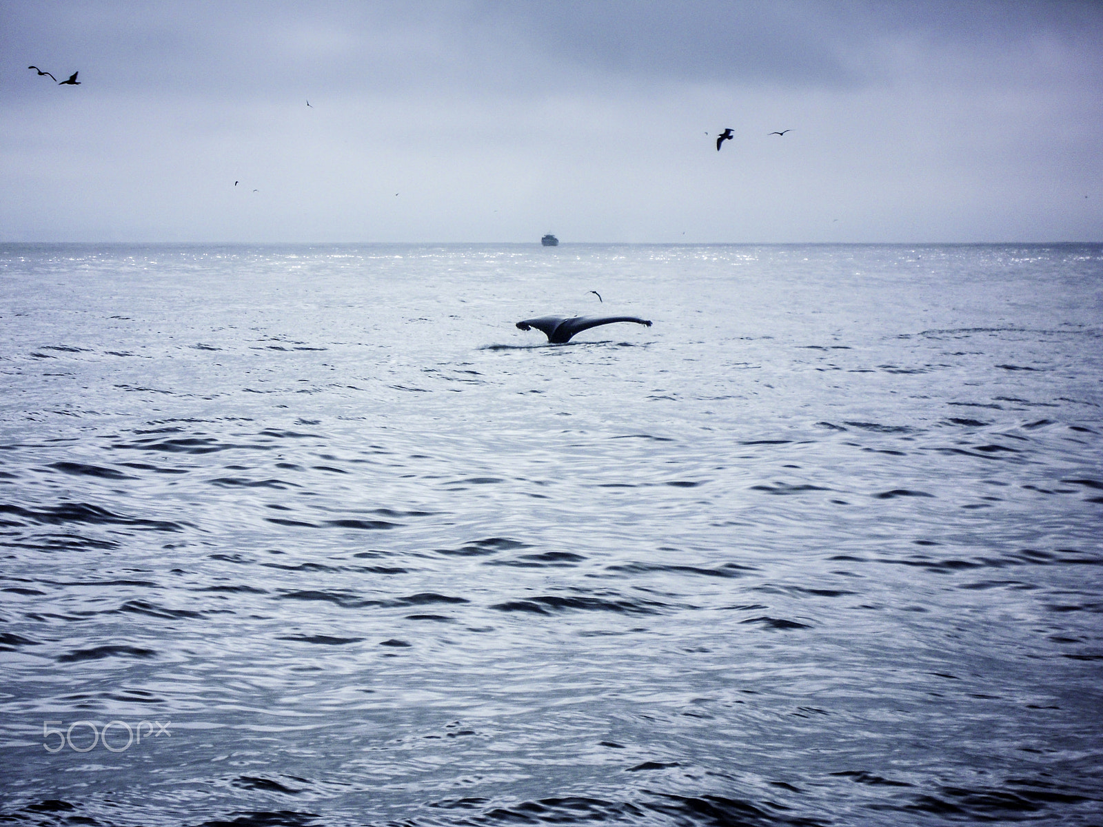 Nikon Coolpix S5100 sample photo. Single humpback whale in open water photography