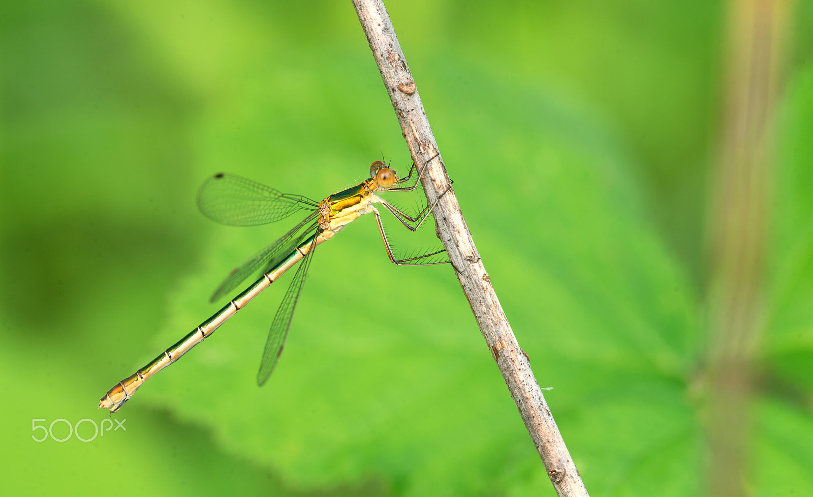 Sigma 150mm F2.8 EX DG Macro HSM sample photo. Lestes sponsa  ♀ photography
